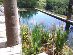 biopiscine, piscine naturali, biolaghi