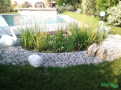 piscina naturale, biopiscina, laghetto balneabile