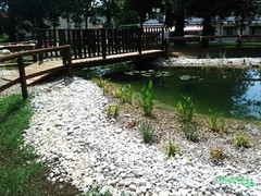 biopiscine, piscine naturali, biolaghi